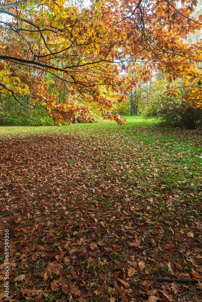 Autumn scenery with colorful trees and fallesn leaves on meadow in public park Autumn scenery with colorful trees and fallesn leaves on meadow in public park