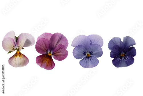 Beautiful set of real different viola flowers cut out on a neutral background,