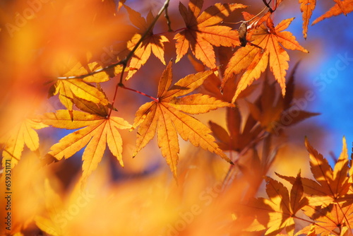 紅葉, Autumn leaves