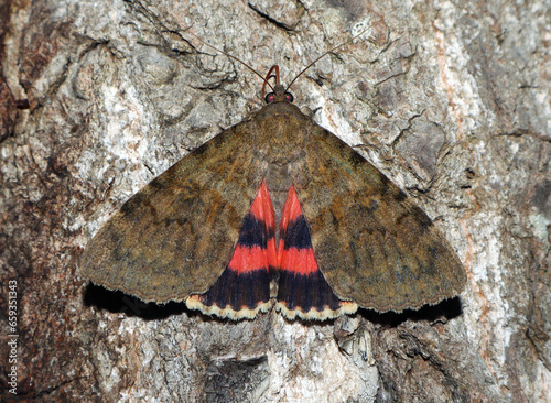 Red butterfly moth Catocala oberthuri feeds on tree sap close-up in nature, mimicry, noctuidae, entomology, insect photo