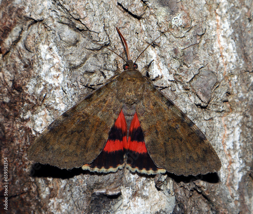 Red butterfly moth Catocala oberthuri feeds on tree sap close-up in nature, mimicry, noctuidae, entomology, insect photo