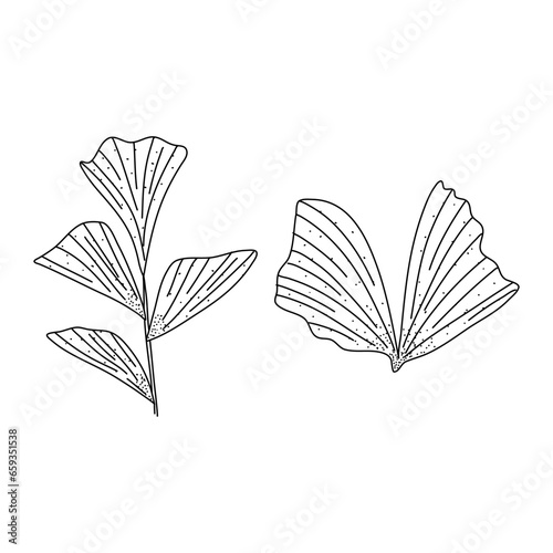 Alocasia leaf set in a linear style. Botanical illustration isolated on white background. Element of linear design. Hand drawn sketch.