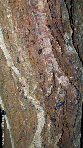Tree bark with many woodlice, close-up, nocturnal insects