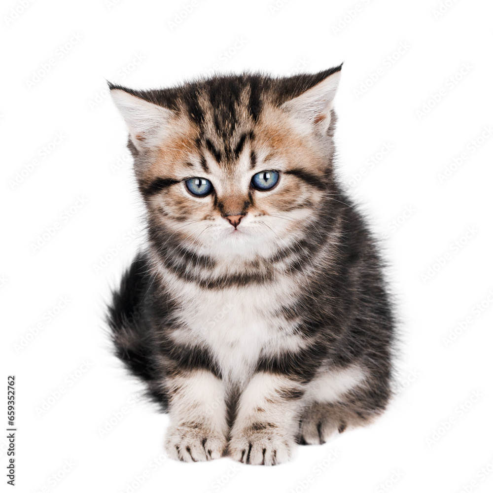 cute little brown kitten isolated