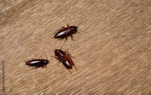 Close-up cockroaches running around on the table. Space for text.
