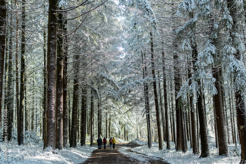 Menschen genießen den Schnee und die Wintersonne bei einem Spaziergang unter großen Bäumen im Wald photo