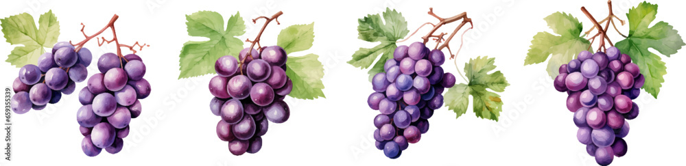 Watercolor grapes on white background - obrazy, fototapety, plakaty 