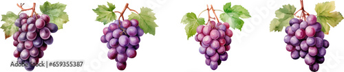 Watercolor grapes on white background