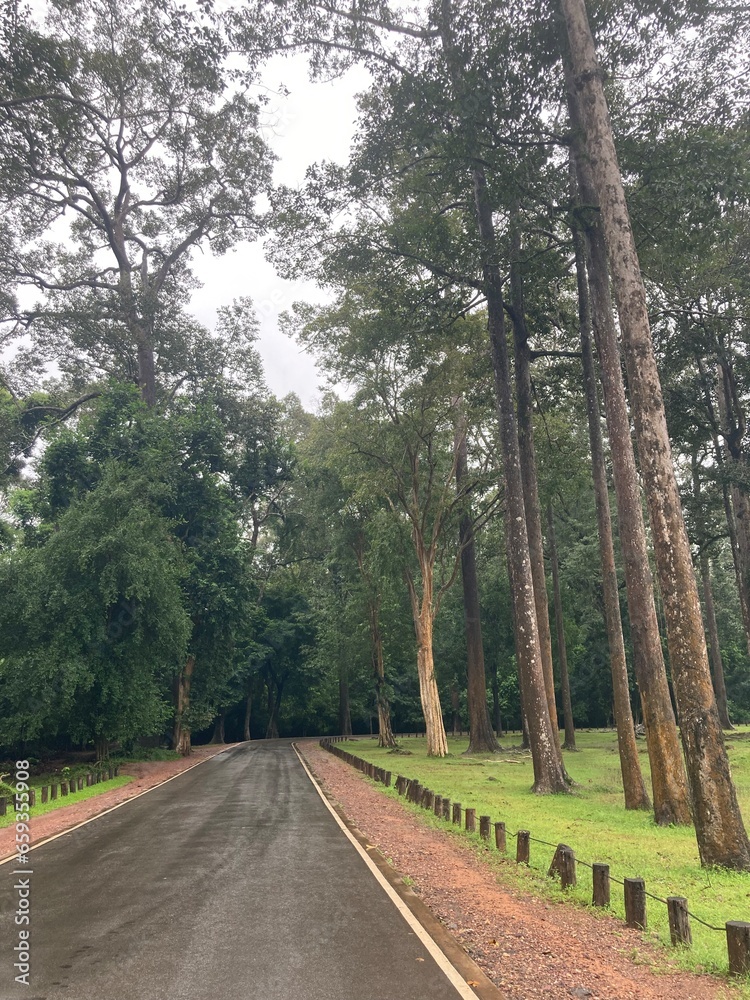Obraz premium Road in forest tall tree green landscape after rain wet road