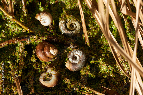 Sumpfdeckelschnecke (Viviparidae) und Posthornschnecken (Planorbarius corneus)	
 photo