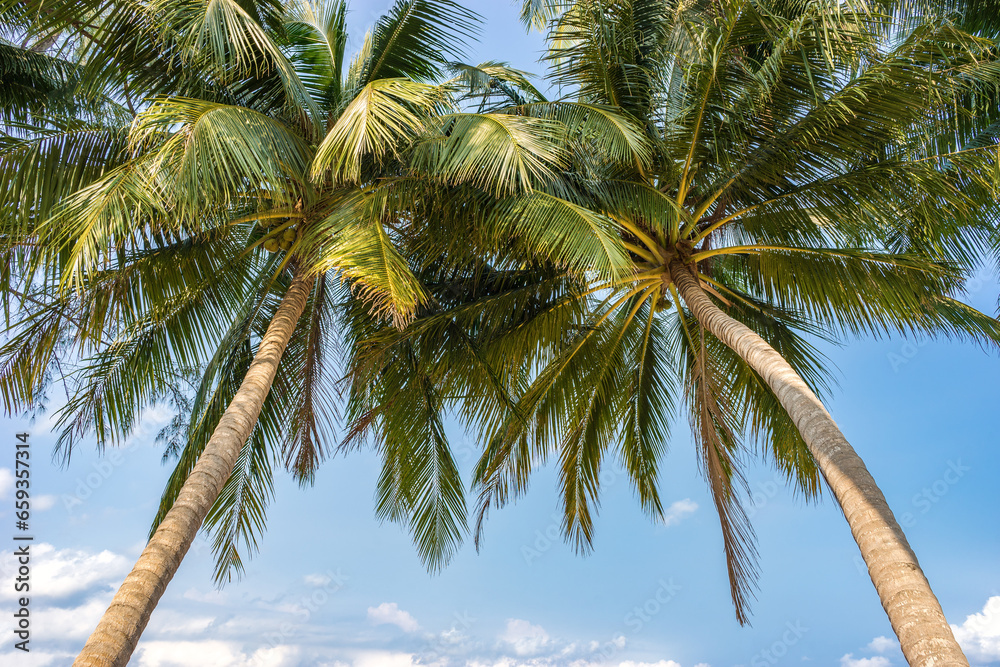 Obraz premium High tropical coconut palms against blue sky