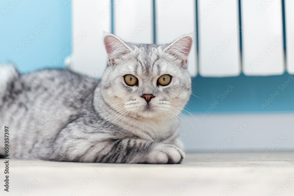 A large grey tabby British cat sits near a heating radiator
