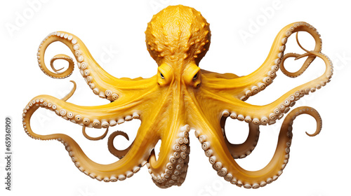 Yellow Octopus with Wavy Tentacles Isolated on Transparent or White Background, PNG