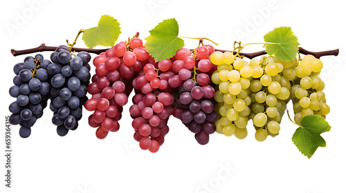 Vibrant Grapevines with Ripe Grapes Isolated on Transparent or White Background, PNG