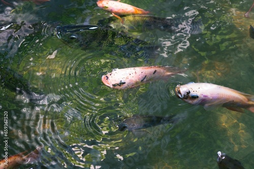 Close up of various koi fish swimming in a pond. Beautiful  exotic  colorful  bokeh backgrounds.