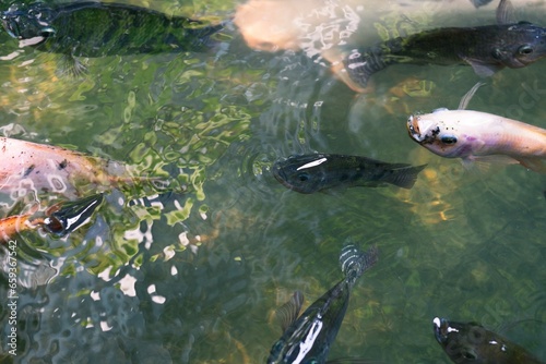 Close up of various koi fish swimming in a pond. Beautiful  exotic  colorful  bokeh backgrounds.