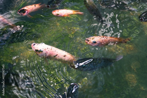Close up of various koi fish swimming in a pond. Beautiful, exotic, colorful, bokeh backgrounds.