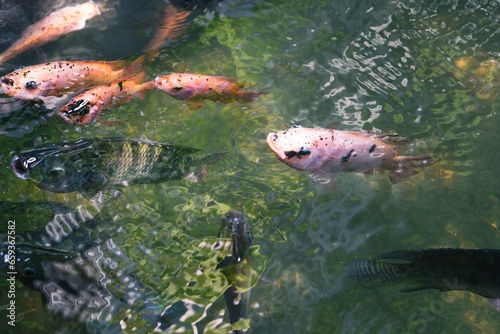 Close up of various koi fish swimming in a pond. Beautiful  exotic  colorful  bokeh backgrounds.