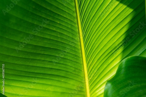 palm leaf texture natural tropical green leaf close up. Close up of textural green leaves of palm tree.