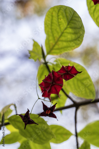 red beresklet seeds on a branch photo