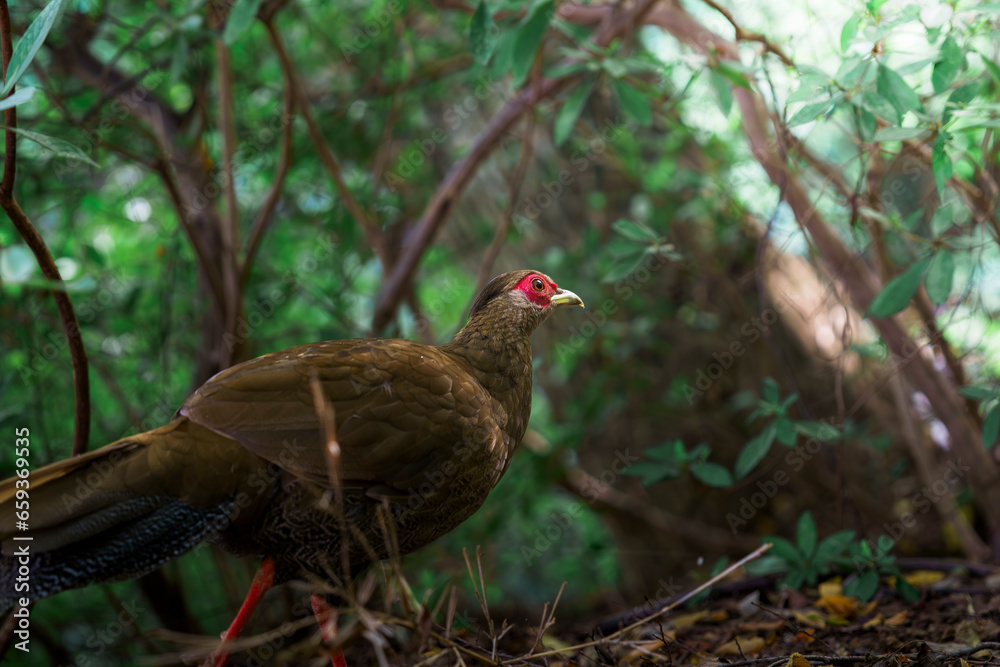 pheasant in the grass pheasant in the grass