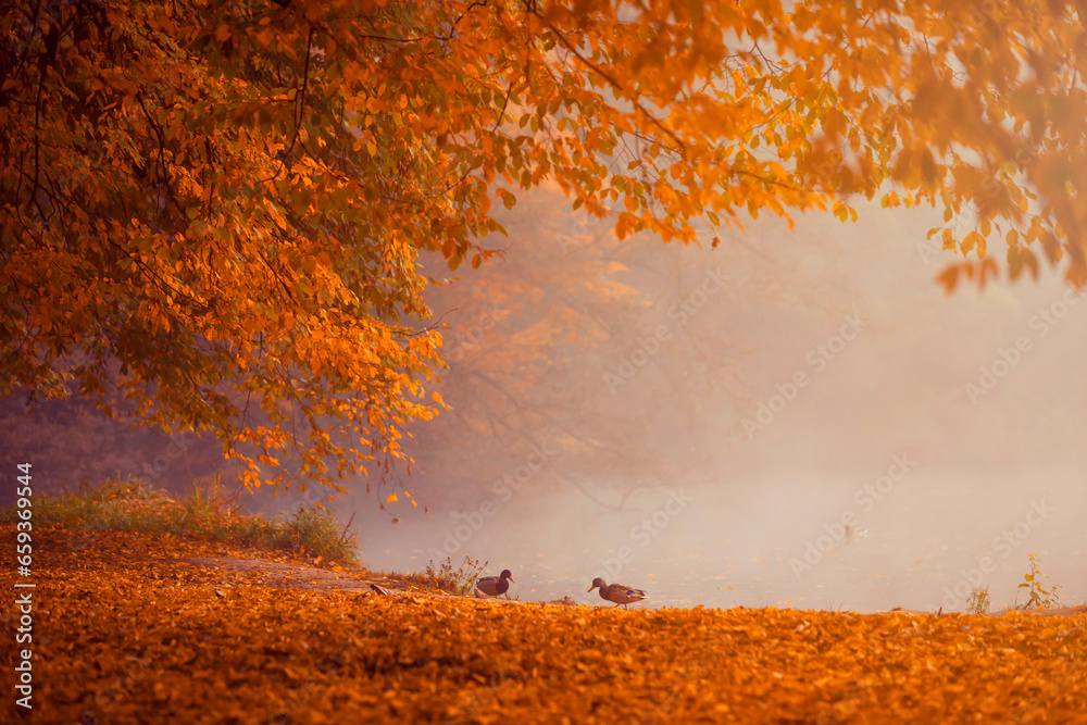 Pejzaż jesienny. Mglisty poranek w parku. Spacer i tajemniczy klimat miejsca. Kolorowe jesienne liście na drzewach. Polska - obrazy, fototapety, plakaty 