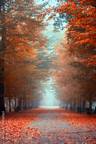 Fototapeta Naklejka Na Ścianę i Meble -  Aleja jesienna wśród drzew, krajobraz