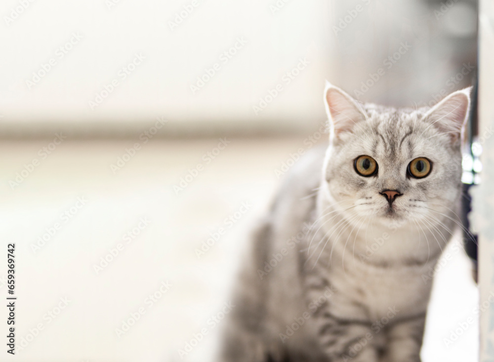Striped Curious tabby Kitten. Portrait of beautiful fluffy gray kitten. Cat, animal baby, kitten with big eyes sits on white plaid and looking in camera peeps out of the room from behind the wall.