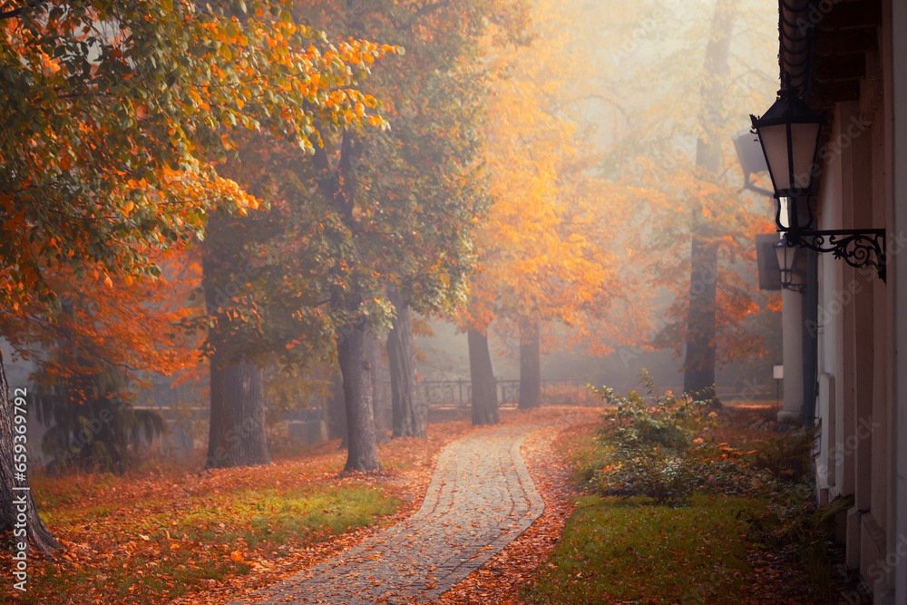 Jesienny mglisty poranek w parku, krajobraz - obrazy, fototapety, plakaty 