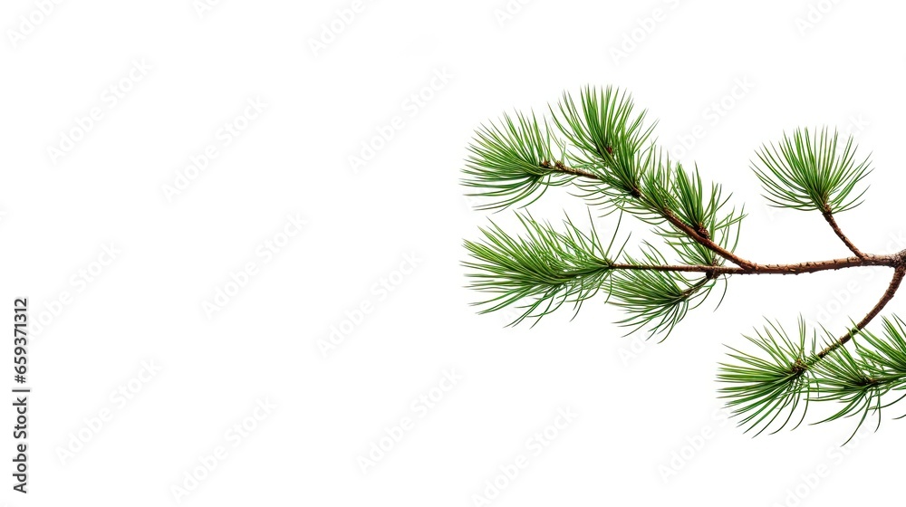 A beautiful image showing two branches of a pine tree on a white background, ideal for nature and Christmas. Generative AI A beautiful image showing two branches of a pine tree on a white background, ideal for nature and Christmas. Generative AI
