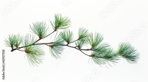 A beautiful image showing two branches of a pine tree on a white background  ideal for nature and Christmas. Generative AI