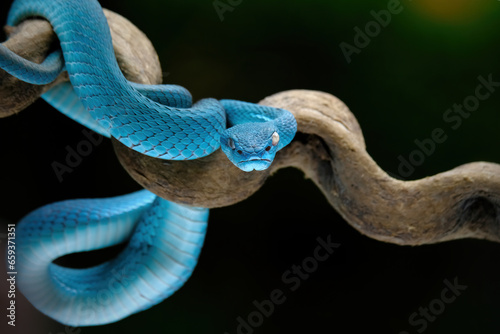 Insularis blue pit viper on branch