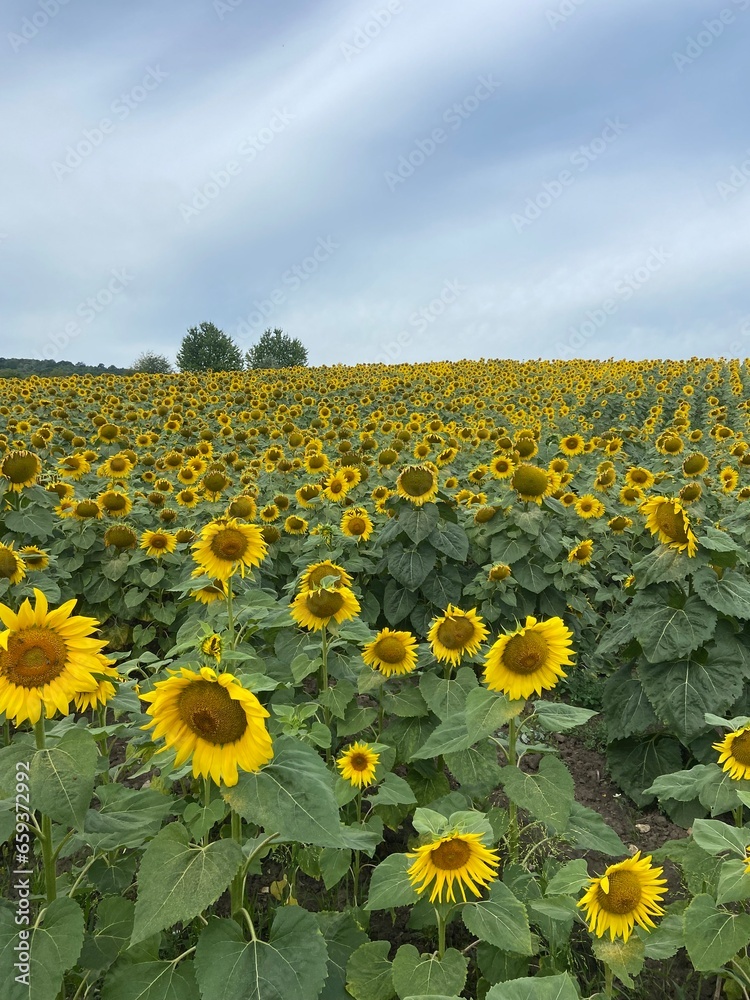 Beauty's of sunflowers ❤️🌻 Beauty's of sunflowers ❤️🌻