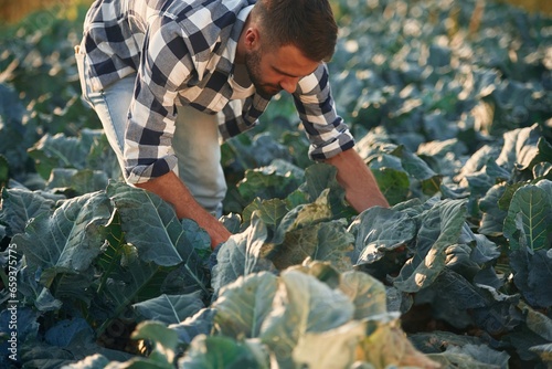 Cabbage is growing up. Man is on the agricultural field, conception of work and harvest