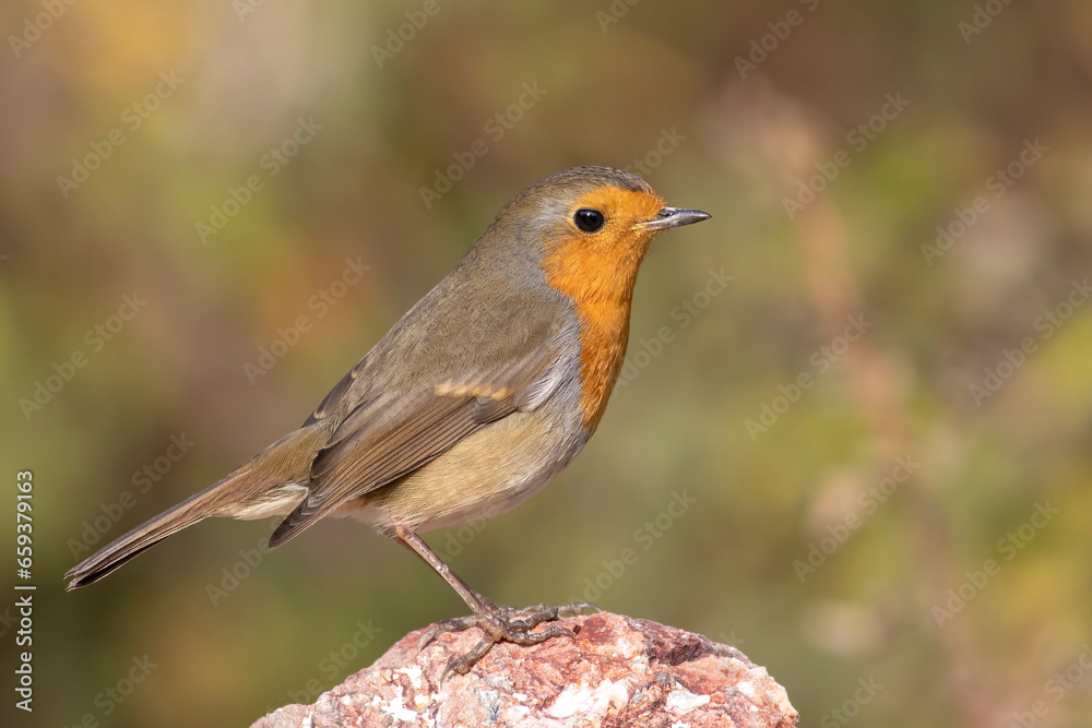 European Robin