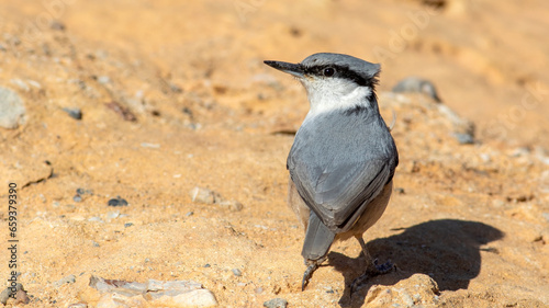 Western Rock Nuthatch,  Sitta neumayer photo