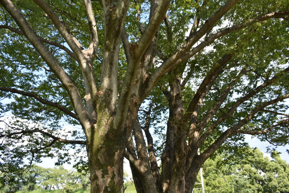Obraz premium 前橋公園 周辺の風景
