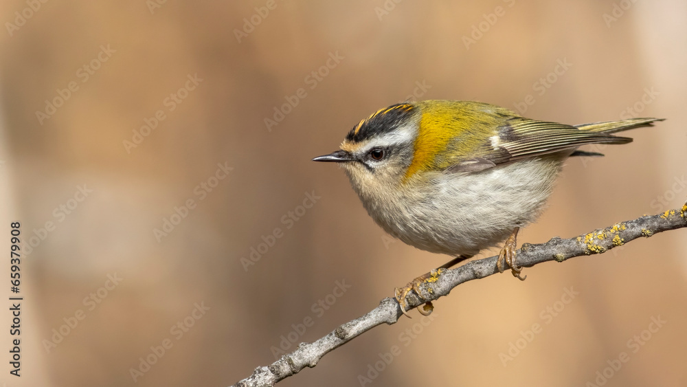 Common Firecrest, Regulus ignicapilla Common Firecrest, Regulus ignicapilla