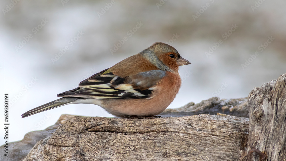 Common Chaffinch, Fringilla coelebs Common Chaffinch, Fringilla coelebs