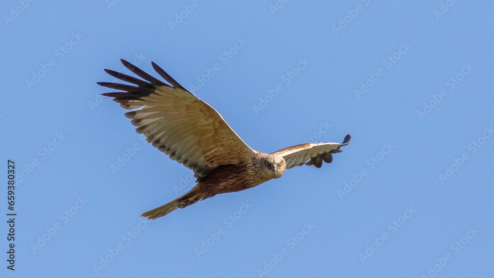 Western Marsh Harrier / Circus aeruginosus Western Marsh Harrier / Circus aeruginosus