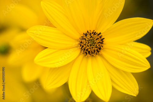 yellow flowers in a garden natural summer background