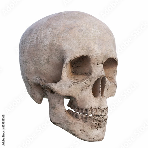 Realistic Human Skull Cranium Isolated on White Background
