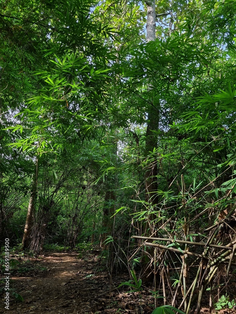 Fototapeta premium path in the forest