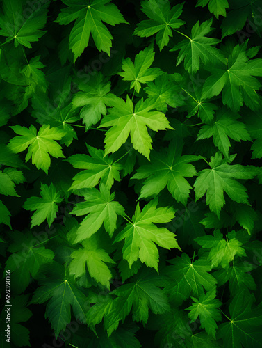 Green leaves abstract natural background wallpaper