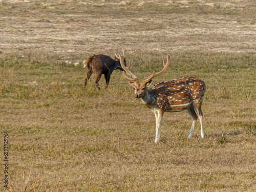 Spotted Deer, or Chital, on a grassy plain in the Dikhala tourist section of Jim Corbett National Park in northern India