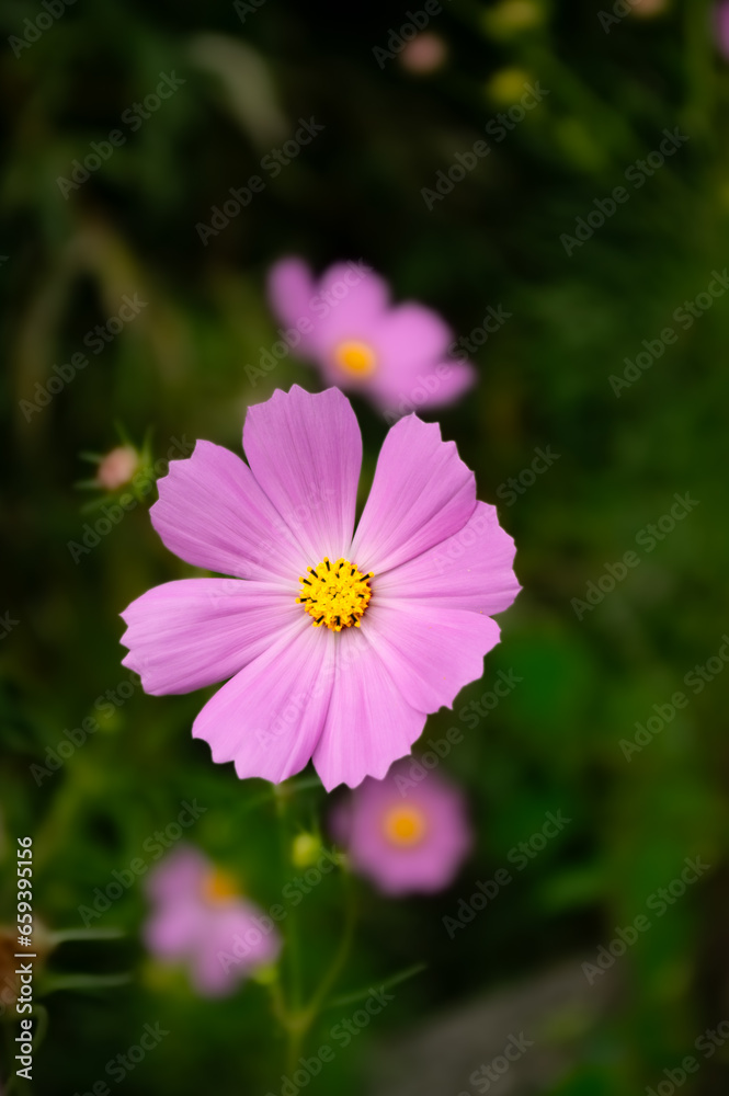 Fototapeta premium ピンク色のコスモスの花が咲いています