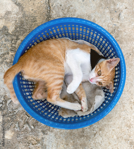 Top view of Cute little kitten white chubby orange lies on a blue plastic basket