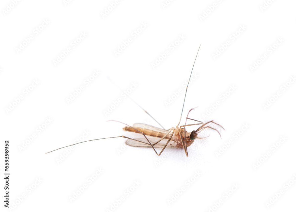 Dead Mosquito isolated on white background Dead Mosquito isolated on white background