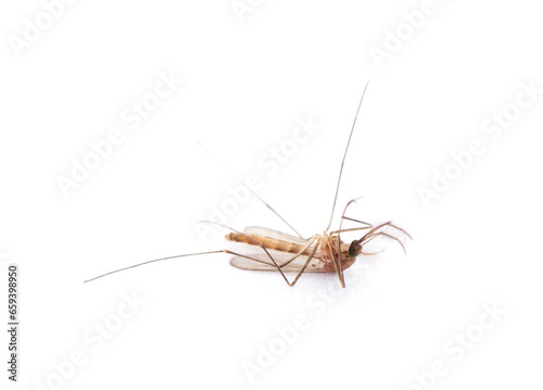 Dead Mosquito isolated on white background