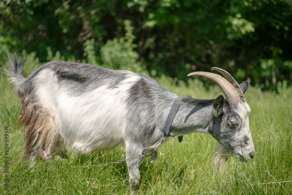 Fototapeta premium Portrait of a goat on a farm in the village.